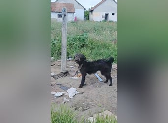 fröhlicher Familienhund TIMO - 1,5 Jahre, 56cm/18kg - Schnauzer-Mix