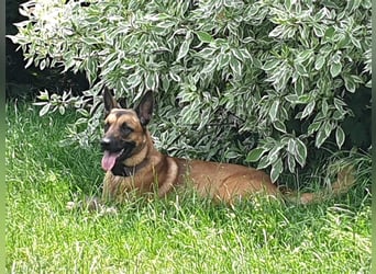 Godi - der freundliche, Menschenbezogene Malinois