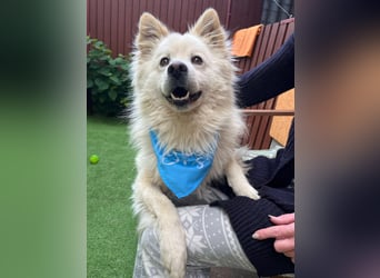 Mishka SR – sanfter Schneebär sucht ruhiges Zuhause