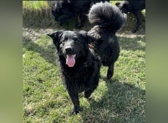 Ćiro ein Familienhund für Kinder