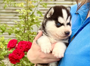 FCI Pedigree Blue Eyed Black & White Siberian Husky Champion Puppy