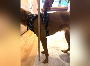 Zuhause voller Liebe für Lou gesucht