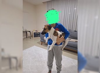 Jack Russel Hündin Fika