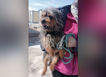Tobby, sucht mit seiner Freundin Tara ein Zuhause