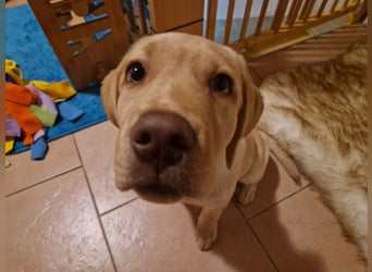 Labrador Welpe (Hündin) sucht ihr Traumzuhause