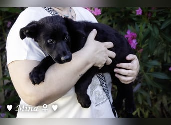 Drei wunderschöne Schäferhundmischlinge suchen ein Zuhause