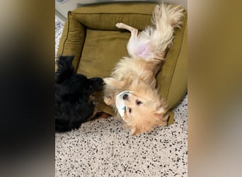 Rusty SR - Fröhlicher Schatz auf der Suche nach seinem Zuhause