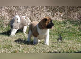 Echte reinrassiger American Akita Hündin