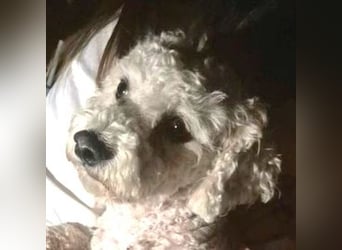 Bernd, Bichon Frisé-Mischling