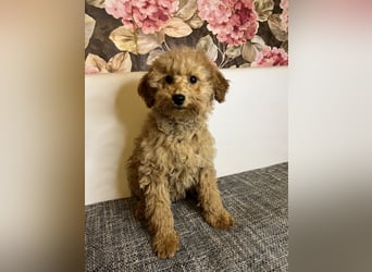 Maltipoo-Mädchen