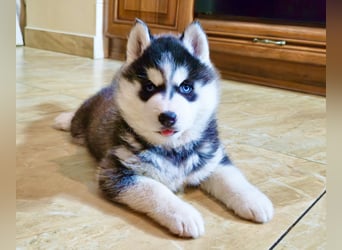 FCI Pedigree Blue Eyed Black & White Siberian Husky Champion Puppy