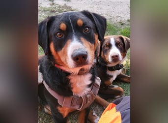 Appenzeller Sennenhunde, Welpen, Tri-Color Schwarz und Havanna Braun, 1 Hündin, ab Ende Mai