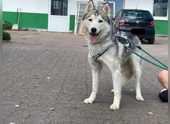 Reyla, Husky, geb. 2022, Husky Fans gesucht