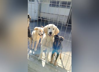 hübscher junger Golden Retriever Mischling Medo sucht...