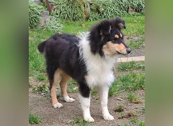 Collie Welpen aus VDH Zucht