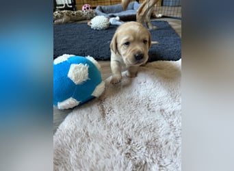 Reinrassige Labrador Welpen m.P. aus liebevoller Zucht