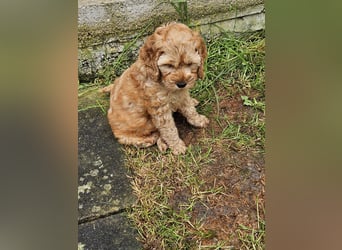 Cockapoo Welpen