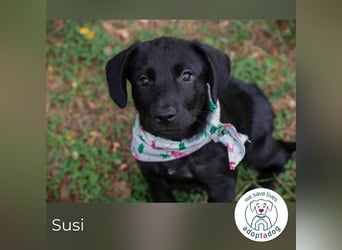 Susi: Hundekind sucht ein Zuhause