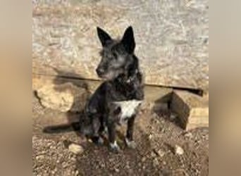 Kormi, Schnauzer Mischling, geb. 01.12.2015, ca. 45 cm, 20 kg NOTFALL