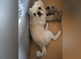 AMALIA - die süße Maus freut sich auf ein tolles Für-Immer Zuhause!
