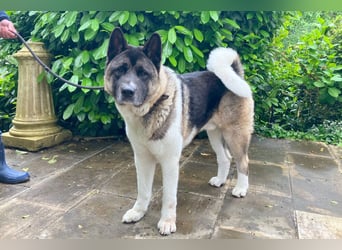 Kendo - ruhiger, ausgeglichener Familienhund - Tierhilfe Franken e.V.