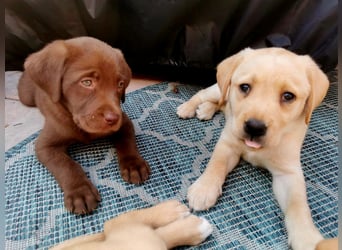 Reinrassige Labradorwelpen