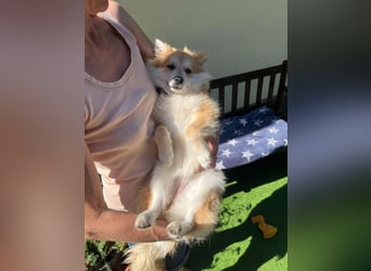 Wanda SR – Kleine Spitz-Prinzessin sucht liebevolles Zuhause