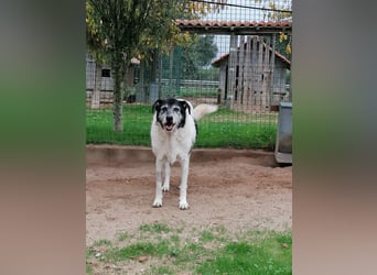 Oriol, Mix Schnauzer / Podengo, lieb und verträglich