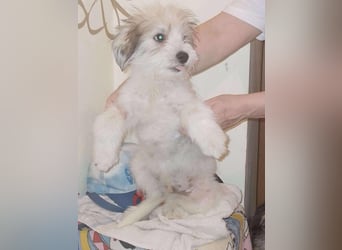 ROCKY - kleine Knutschkugel