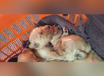 Golden Retriever Welpen