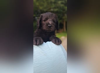 Labradoodle Welpen