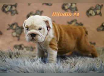 Wunderschöne & Freiatmende Englische Bulldogge Babys