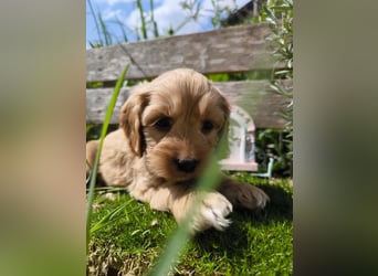 Traumhafter  American Cockapoo Bub