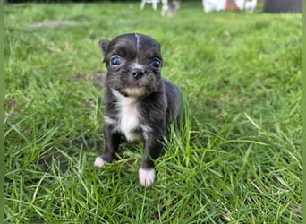 Chihuahua Welpen mit Ahnentafel