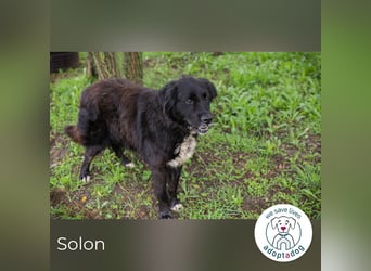 Solon: Tapferer Hundeopa