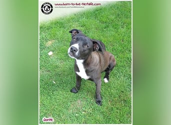 Welpenjunge Jonte sucht ein Zuhause