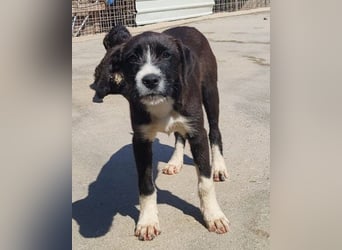 Jungrüde ♥ Xavi ♥ unser kleiner Herzöffner