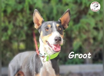 Groot 11/2018 (ESP) - sozialer und feinfühliger, kleiner Podenco-Mix!
