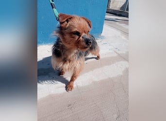 Tara, sucht mit ihrem Freund Tobby ein Zuhause