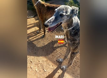 Inari,geb.06/19,schüchternes Galgo Mädel sucht ihre Familie