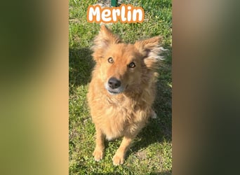 Merlin, geboren 01.03.2021, 58cm sucht sein Körbchen