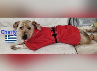 Charly,geb.09/22,freundlicher Terrier-Mix sucht seine Familie
