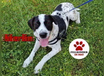 lieber Pointer Mischling Merlin sucht ein Zuhause oder Pflegestelle