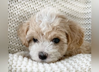 Traumhafte Maltipoo Welpen F1 Malteser Pudel