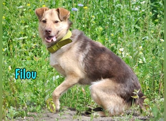 Filou 04/2022 - lebensfroher, unglaublich netter Hund sucht Menschen mit Herz!