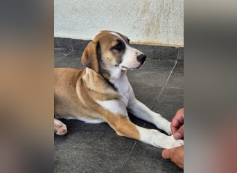 BRUNO - verspielter Bub sucht aktive Familie