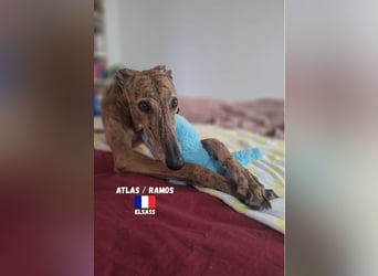 !!NOTFALL!!Atlas/Ramos,geb.06/20,fröhlicher Galgo sucht seine Familie