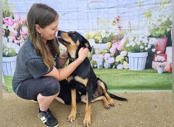 Anubis, fröhlicher Kerl sucht aktive Menschen