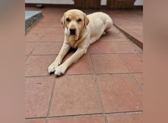 Labrador Retriever