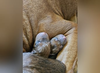 Rodesian Ridgeback Welpen im Kennel "Free Spirit"